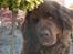 Newfoundlænder *Beauty* (Newetta's) R.I.P - 16/11-2012