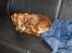 Miniature gravhund MAX