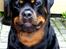Rottweiler Tayson - Velkommen til min profil