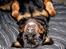 Rottweiler Tayson - Ahhhh.....afslapning i rottestil :)