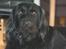 Blanding af racer Blackie 