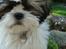 Blanding af racer Zarzu (Tidligere hund)