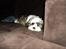 Blanding af racer Zarzu (Tidligere hund)
