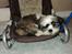 Blanding af racer Zarzu (Tidligere hund)