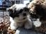 Blanding af racer Zarzu (Tidligere hund)