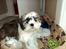 Blanding af racer Zarzu (Tidligere hund)