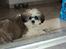 Blanding af racer Zarzu (Tidligere hund)