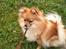Pomeranian Chao Chao