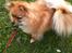 Pomeranian Chao Chao
