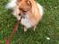 Pomeranian Chao Chao