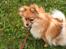 Pomeranian Chao Chao