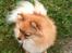 Pomeranian Chao Chao