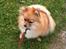 Pomeranian Chao Chao