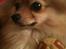 Pomeranian Chao Chao