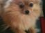 Pomeranian Chao Chao