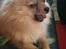 Pomeranian Chao Chao