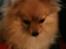 Pomeranian Chao Chao