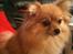 Pomeranian Chao Chao