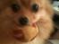 Pomeranian Chao Chao