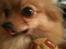Pomeranian Chao Chao