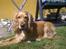 Cocker spaniel molly - En dejlig formiddag i solen d 23 maj 2011
