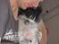 Blanding af racer Keld chihuahua/papillon - putte med far