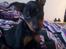 Dvaergpinscher Rødkildes Lucka - Lille Lucka 8 uger gammel