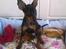 Dvaergpinscher Rødkildes Lucka - Lucka 11 uger gammel :) i sin kurv