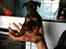Dvaergpinscher Rødkildes Lucka - 6 uger gammel