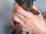 Dvaergpinscher Rødkildes Lucka - Kun 3 uger gammel :)