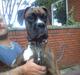 Boxer Tyson