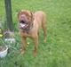 Dogue de bordeaux kajser grandtis
