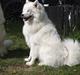 Samojedhund Chanell