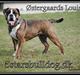 Olde english bulldogge Østergaards Louise