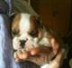 Engelsk bulldog Mons