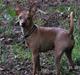 Dvaergpinscher Goofy - Himmelhund