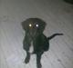 Blanding af racer Balder. Schæfer, newfoundlænder og mange flere 