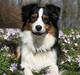 Australian shepherd Gracie