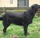 Flat coated retriever Alma - engle barnet/koldbøtte