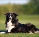 Border collie 'Joker'