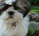 Blanding af racer Zarzu (Tidligere hund)