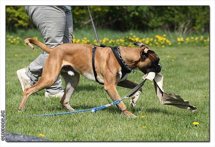 Boxer Hearts of hope´s Ferrari FXX billede 13