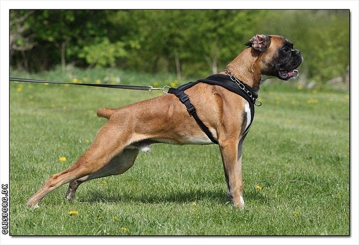 Boxer Hearts of hope´s Ferrari FXX billede 14