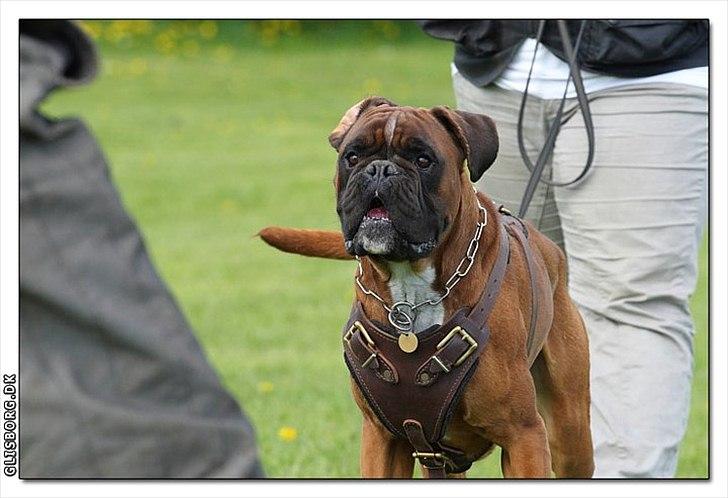 Boxer Hearts of Hope´s (Lennox) billede 18