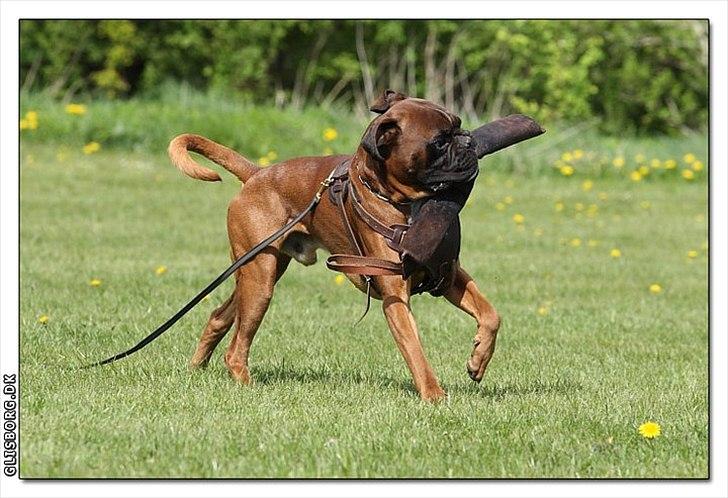 Boxer Hearts of Hope´s (Lennox) billede 19