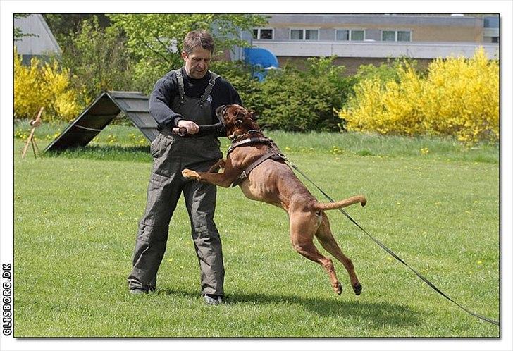 Boxer Hearts of Hope´s (Lennox) billede 20