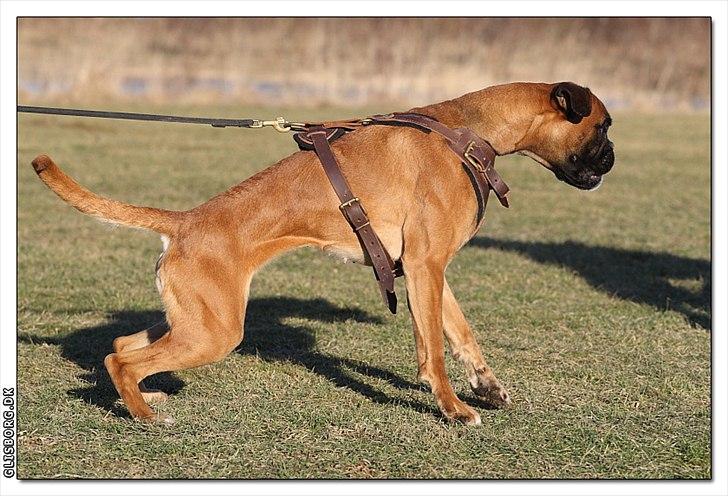 Boxer Hearts of Hope´s (Ronja) billede 19