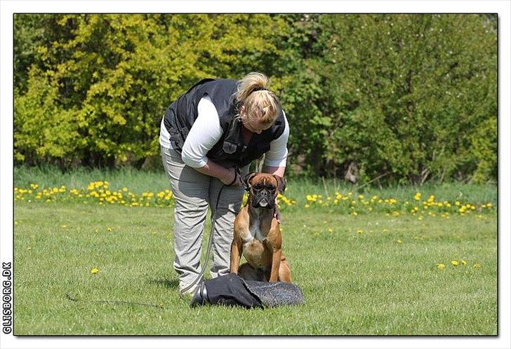 Boxer Hearts of Hope´s (Ronja) billede 20