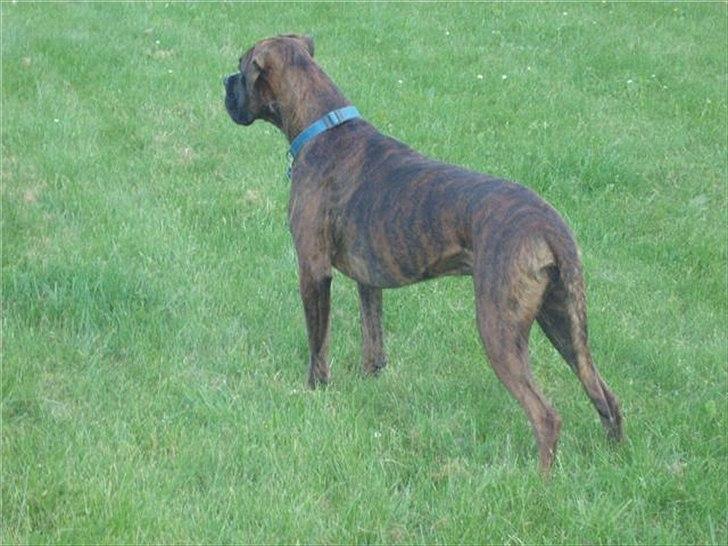 Boxer Tyson - Står og kigger på en traktor ude på marken..  billede 2