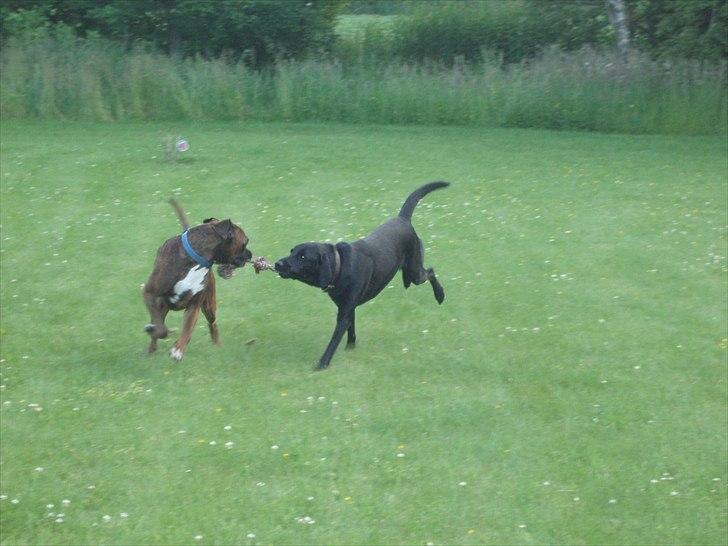 Boxer Tyson - Vi kan ikke blive enige om hvem der skal have torvet, men tror jeg har godt fat.. billede 4